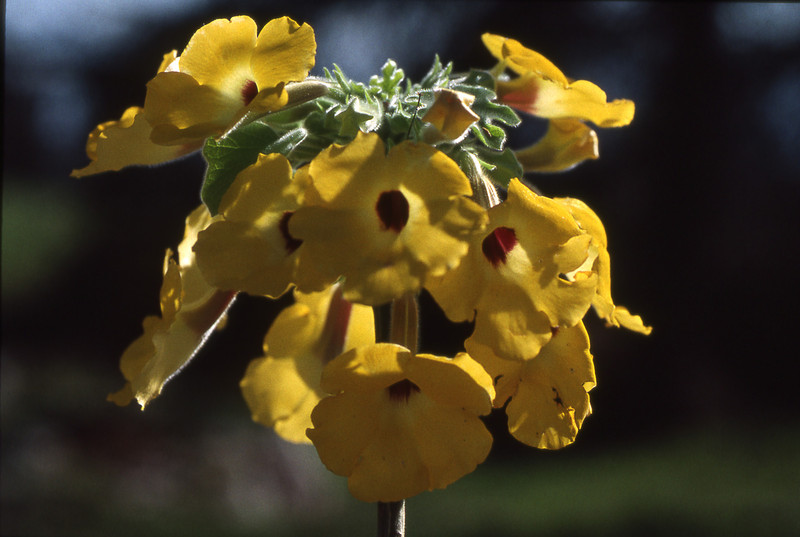 uncarina peltata
