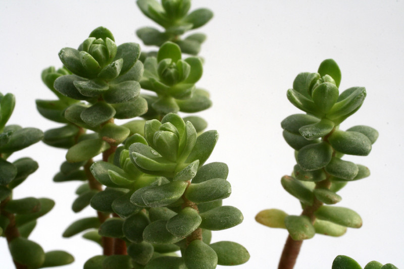 sedum oaxacanum 7570