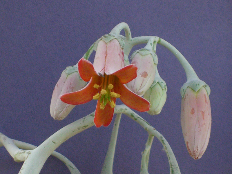 cotyledon andulata 0182