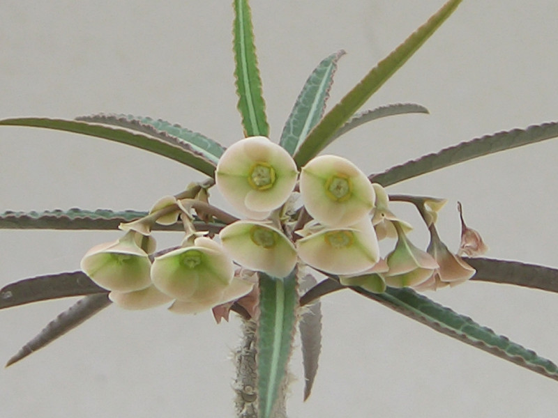 euphorbia waringiae 1812