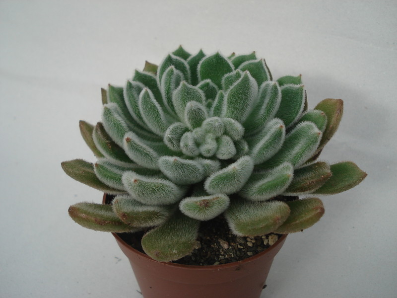 echeveria doris taylor 8292