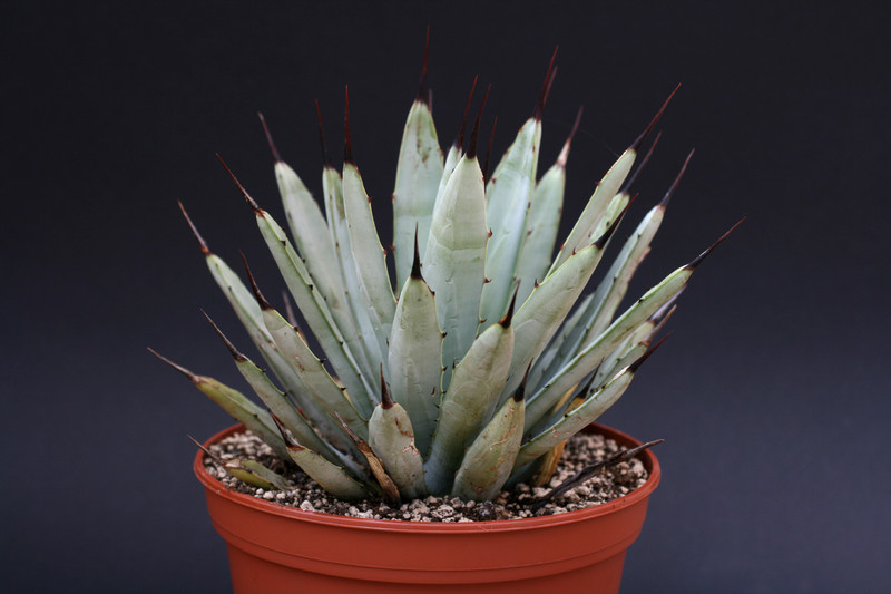 agave maroacantha 1410