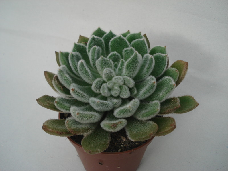 echeveria doris taylor 8293