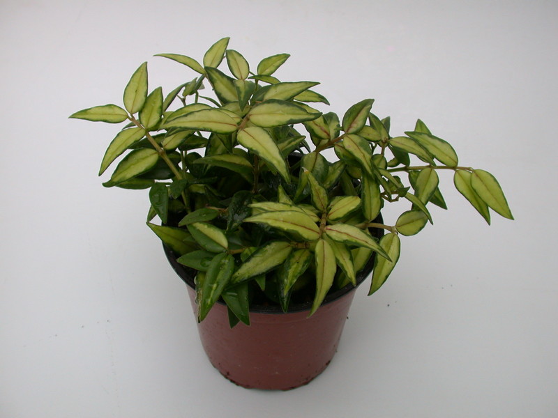 hoya bella louise buis 3983