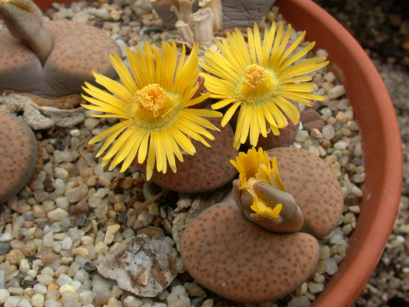 lithops fulviceps 06