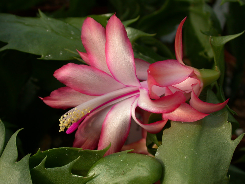 schlumbergera coral cascade 06