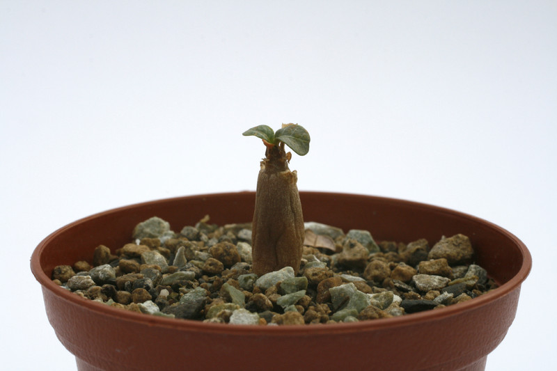 adenium socotranum 7564