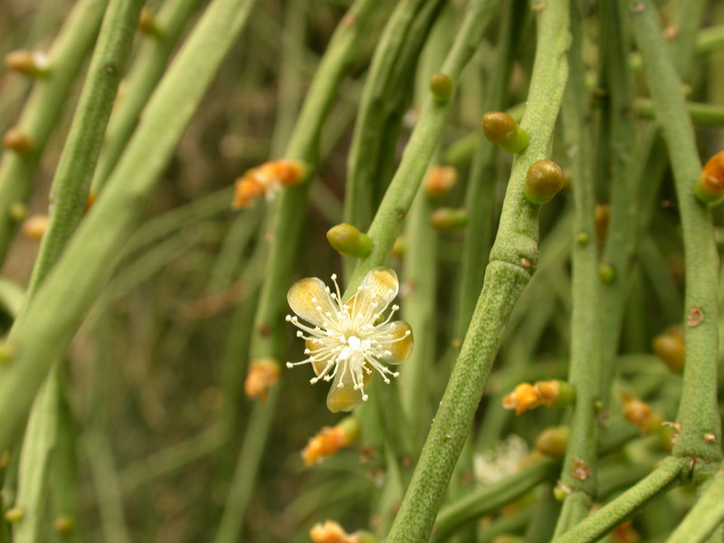 rhipsalis cassutha 01