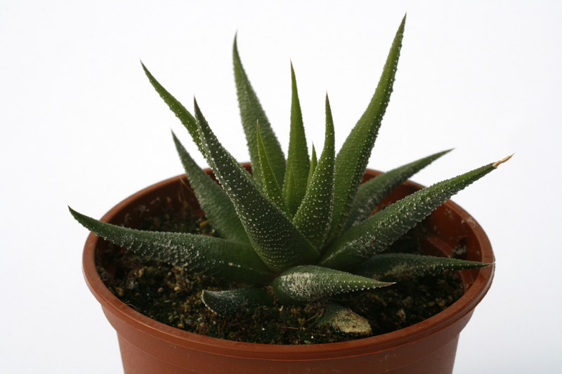 haworthia britteniae 7280