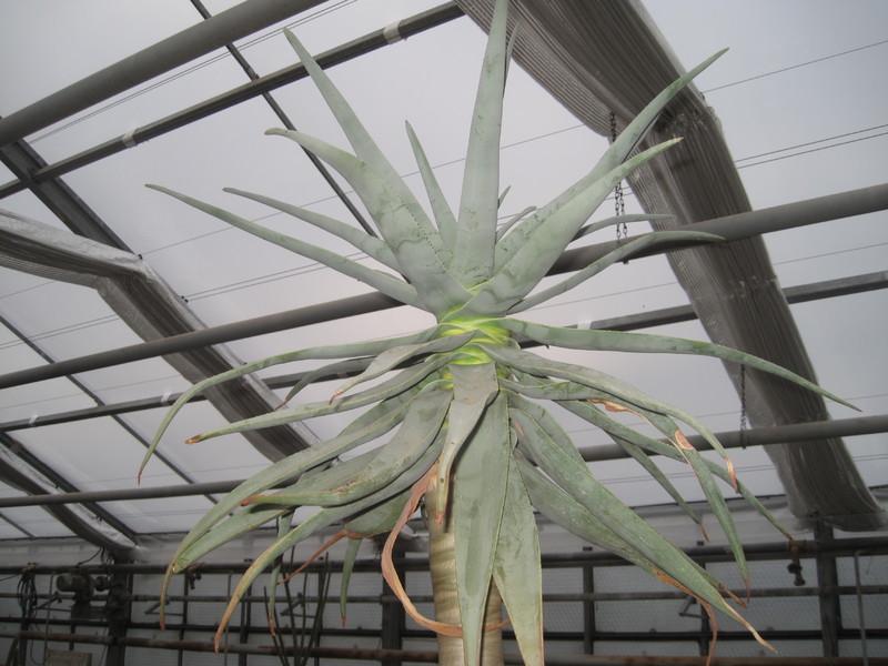 aloe dichotoma 7828