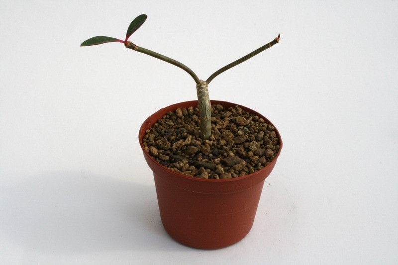 euphorbia bongolavensis 6824 sm