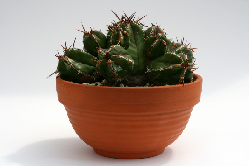 euphorbia fruticosa 9525