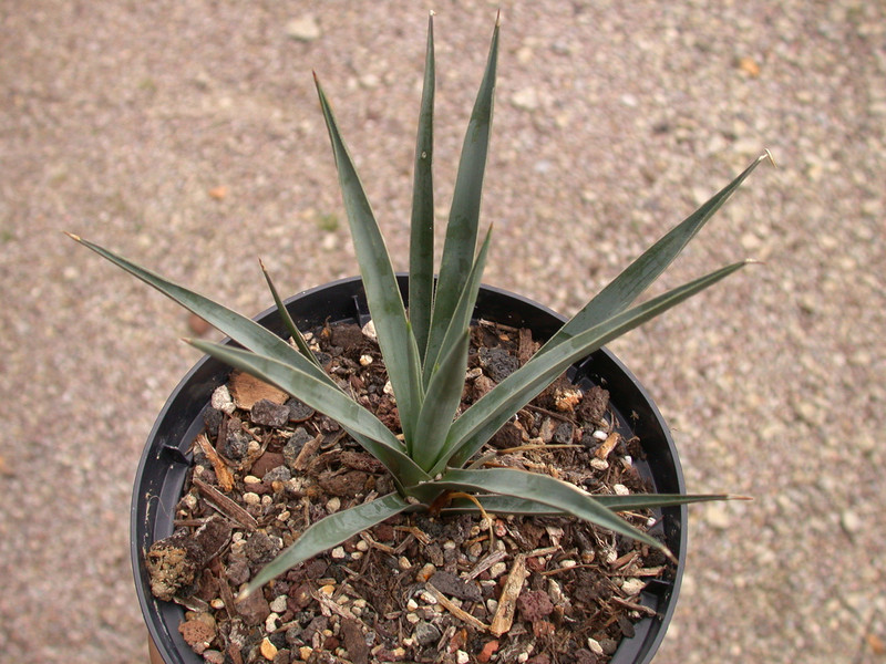 yucca brevifolia jaegeriana djf1276 01