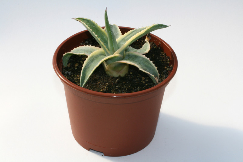 agave cornelius 6588