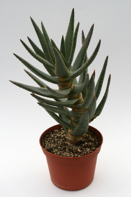 aloe dichotoma 6689