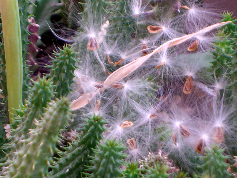 huernia angolensis 1338