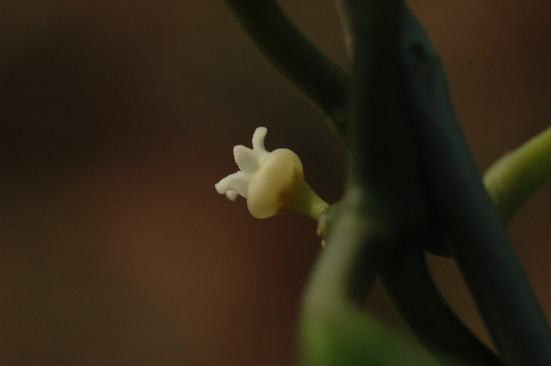 dischidia latifolia 07