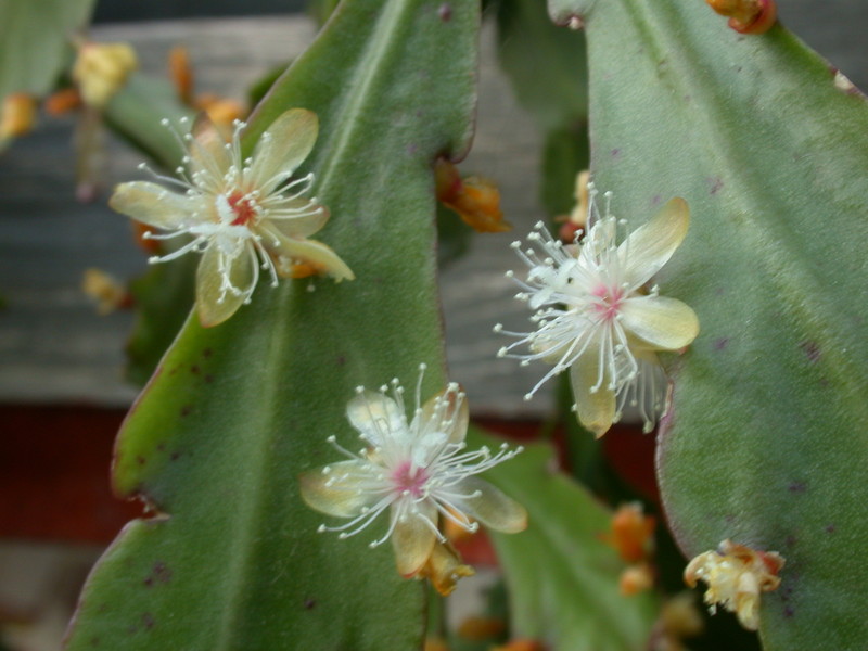 rhipsalis goebelinana 8959