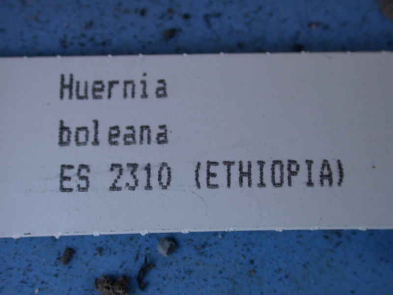 huernia boleana es2310 07