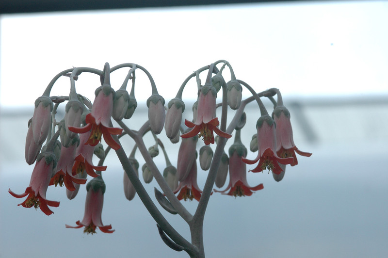 cotyledon undulatum 03