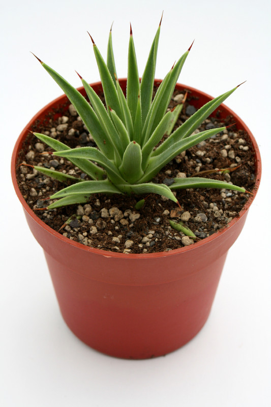 agave stricta nana 6928