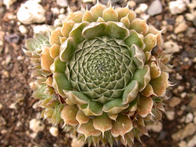 orostachys spinosus 02