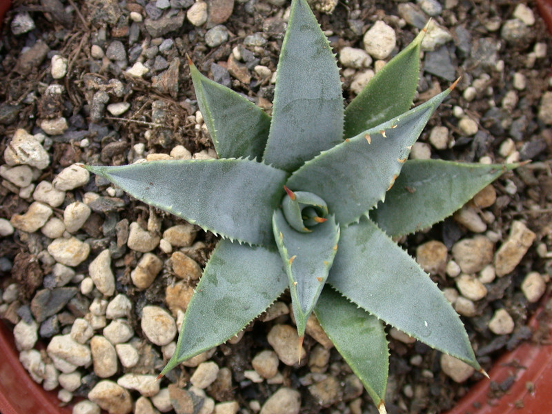agave utahensis nevadensis 03