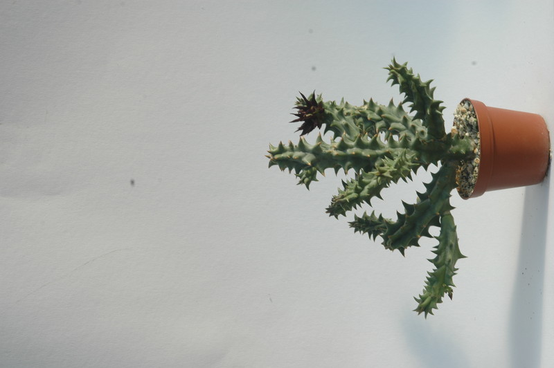 quaqua mammillaris 1745