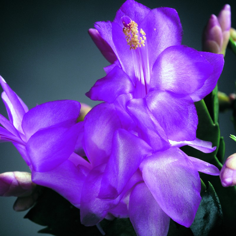 schlumbergera polka dancer