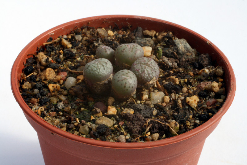 conophytum obscurum wolfberg 2922