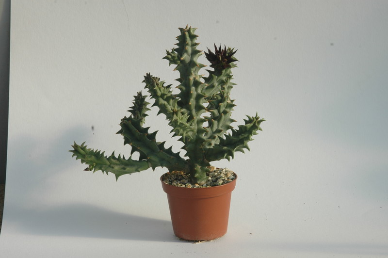 quaqua mammillaris 1747