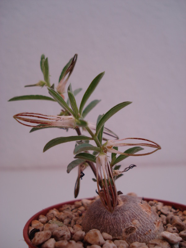 brachystelma circinatum 45