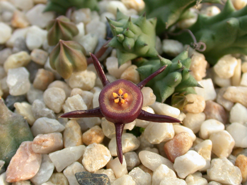 duvalia caespitosa worchester1 2