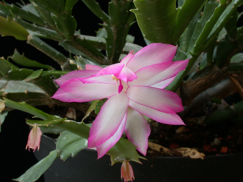 schlumbergera hatherton charm 207