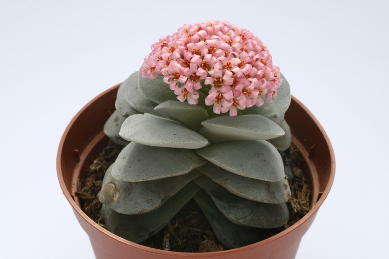 crassula morgans beauty 7710