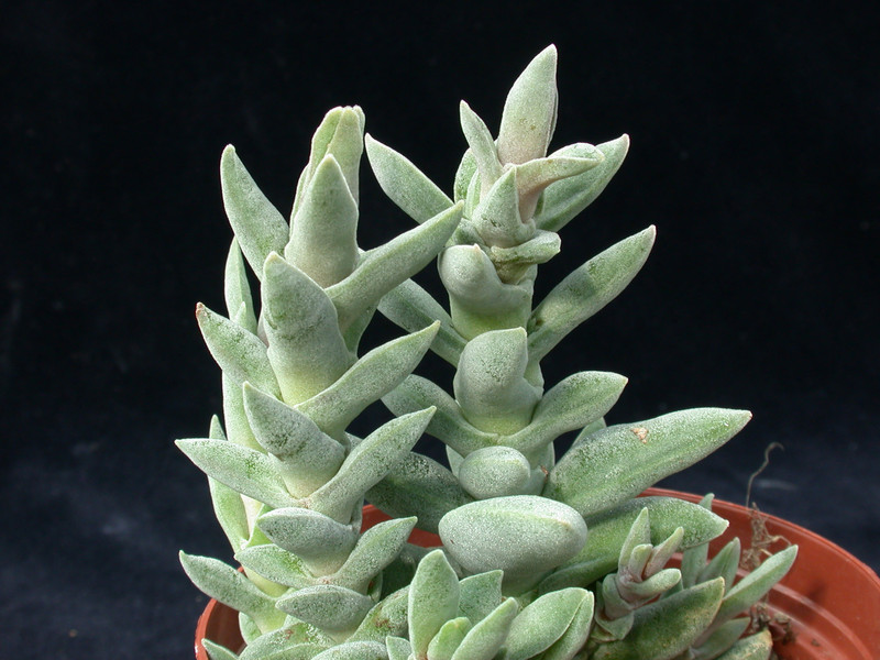 crassula falcata minima 01