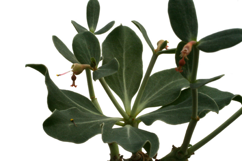 euphorbia globulicaulis 2974