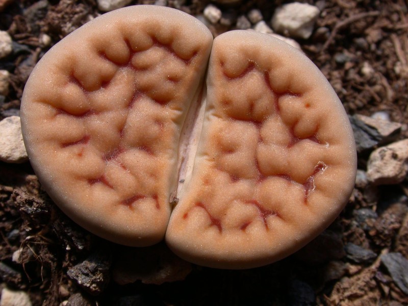 lithops karasmontana jacobseniana 02
