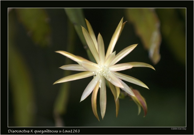 eh disocactus quezaltecus x l1263