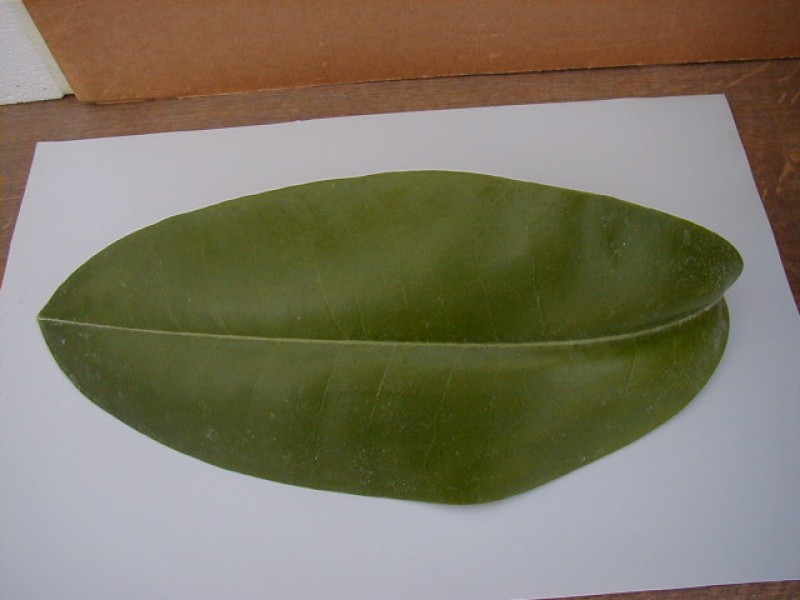 hoya rauschii leaf
