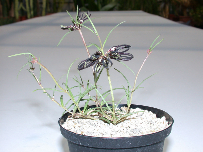 brachystelma bracteolatum 05