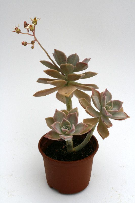 graptopetalum paraguayense 9233