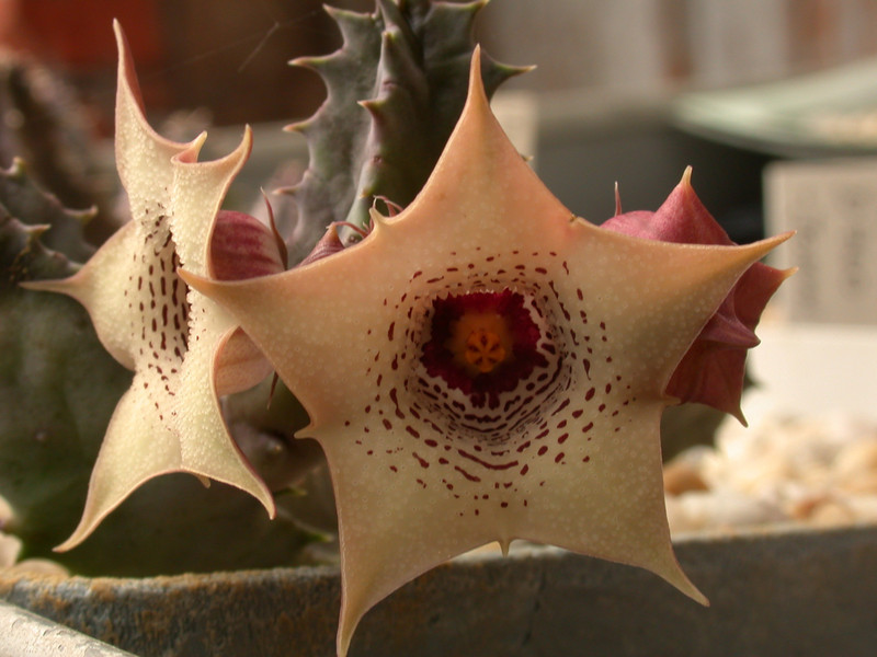 huernia brevirostris es2311 01