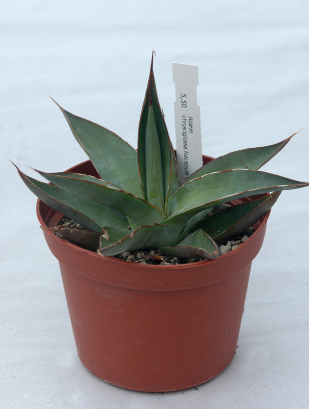 agave chrysoglossa nacapule canyon 03