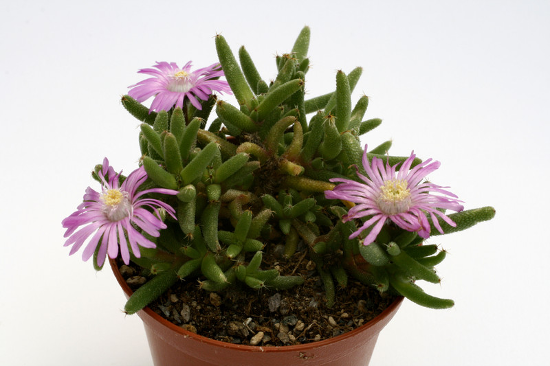 trichodiadema stellatum montagu 9522