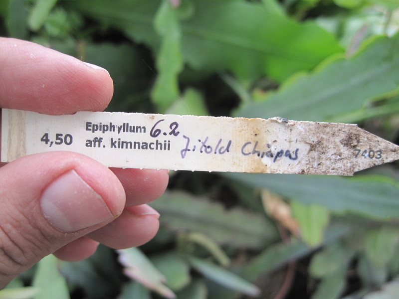 eh kimnachii 6 2 jitold chiapas pk7403 9916