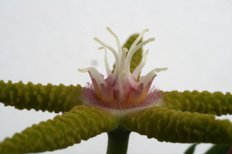 stapelia flavirostris 2289