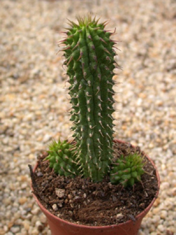 hoodia gordonii 03 
