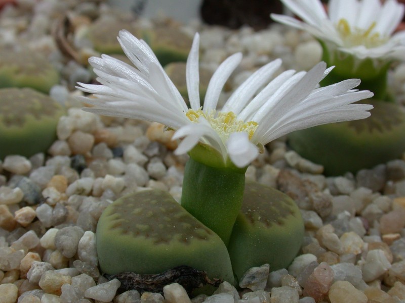 lithops hallii ochracea green soapstone3