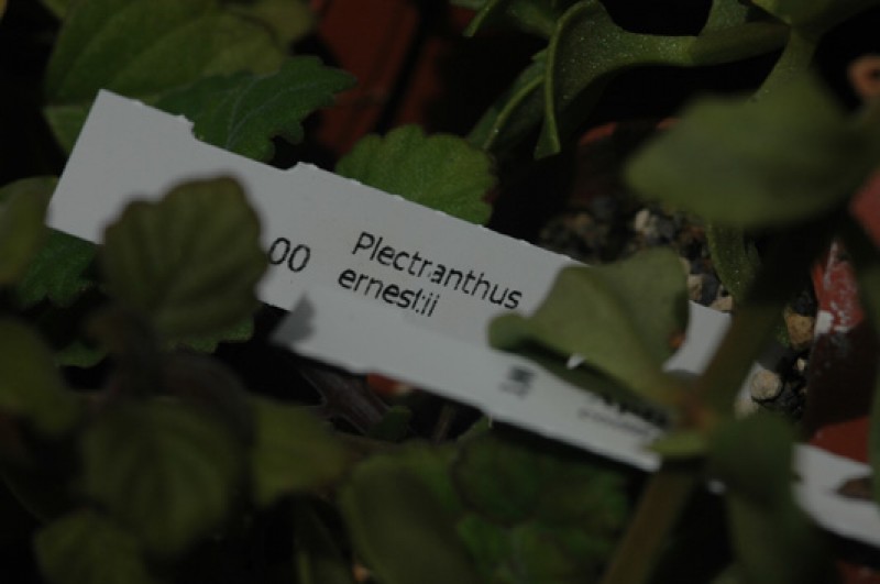 plectranthus ernestii 05